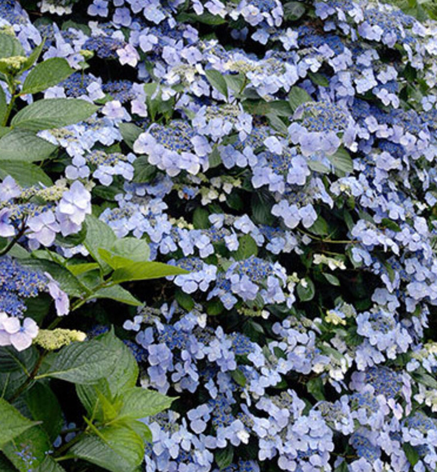 HYDRANGEA macrophylla MARIESII PERFECTA