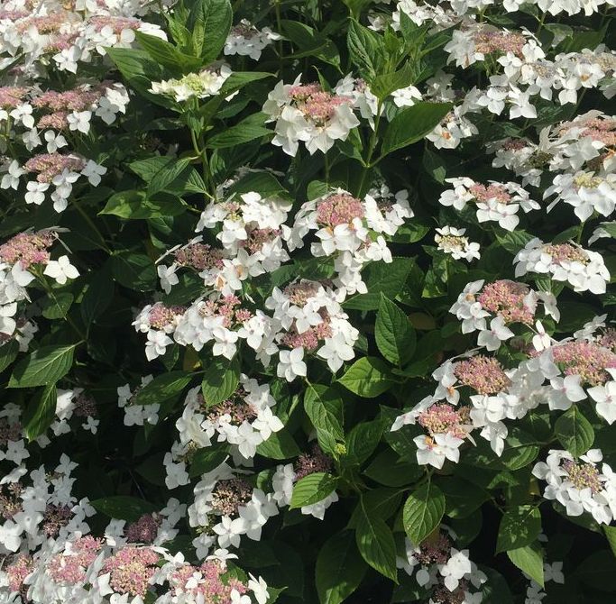 HYDRANGEA macrophylla LANARTH WHITE