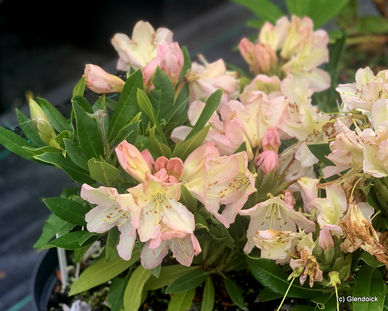 GLENDOICK AUTUMN DAWN [GLE060] Rhododendron Rhododendron medium growing hybrids