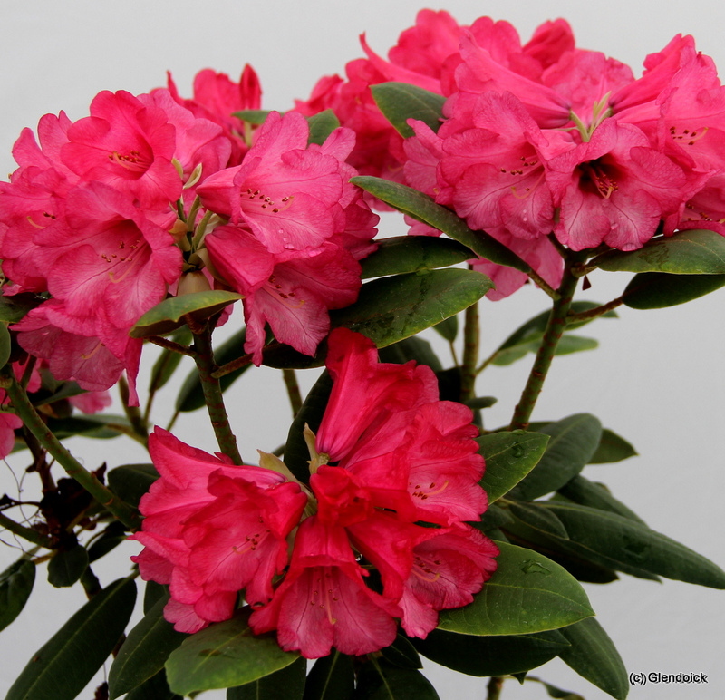 ONII  KCV 116 Rhododendron Larger Species Rhododendrons