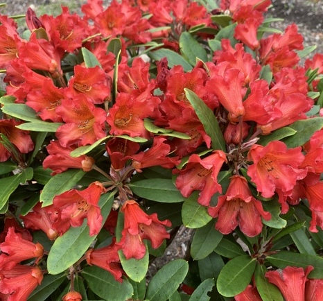 GLENDOICK FIRESTORM Rhododendron Specimen Plants