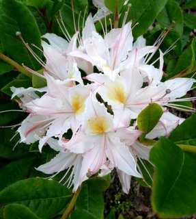 GLENDOICK FRANGIPANI specimen 0 Specimen Plants