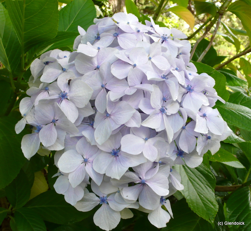 HYDRANGEA macrophylla MME MOULLIERE