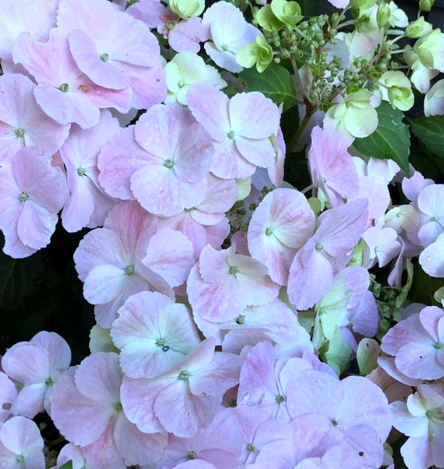 HYDRANGEA FRENCH BOLERO