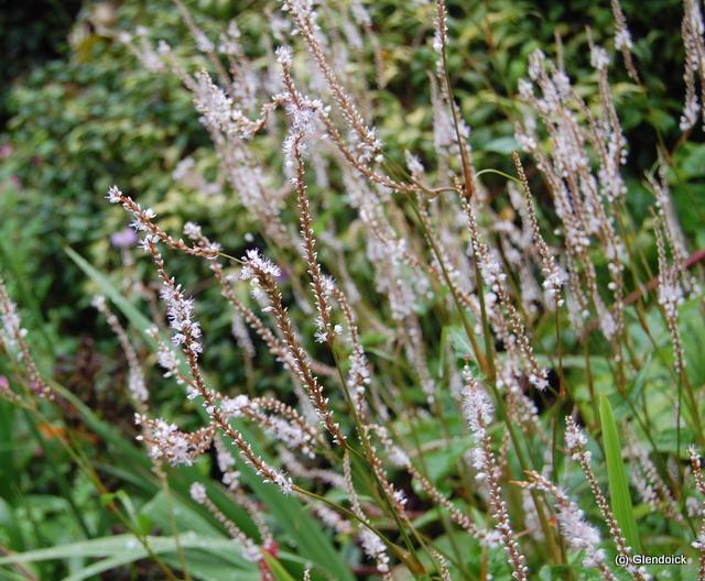 PERSICARIA AMPLEXIOCAULIS WHITE EASTFIELD