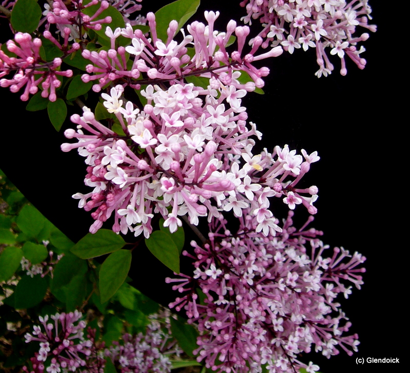 SYRINGA patula MISS KIM