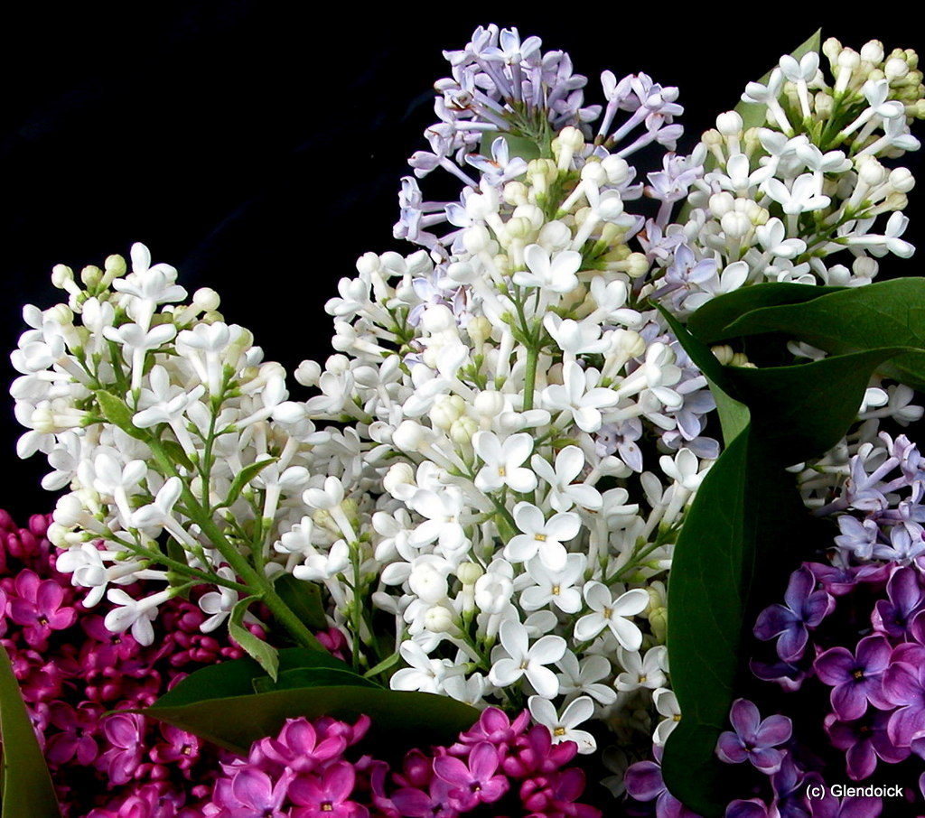 SYRINGA VULGARIS BELLE DE NANCY