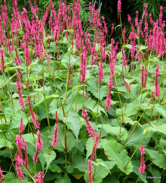 PERSICARIA AMPLEXIOCAULIS DARK RED 0 Perennials & Bulbs