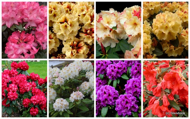 Hybrid Rhododendron Half Price Collection 10