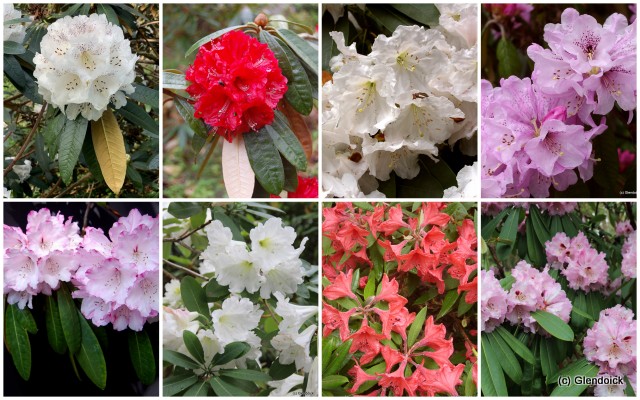 COLLECTION RHODODENDRON SPECIES 10 half price