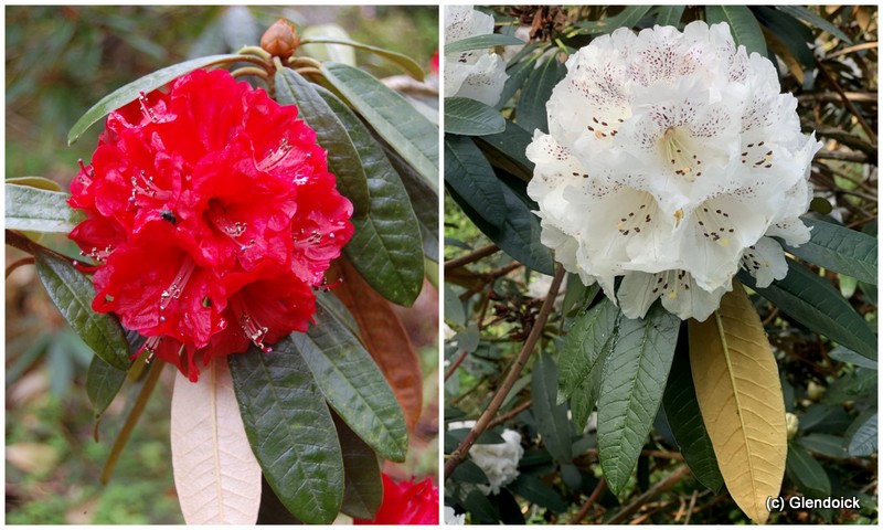 RHODODENDRON ARBOREUM COLLECTION 5 plants Rhododendron Special Offers & Collections & gift vouchers