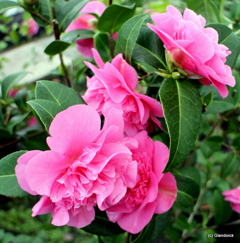 CAMELLIA DEBBIE (wiliamsii)