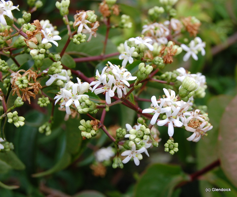 HEPTACODIUM miconioides