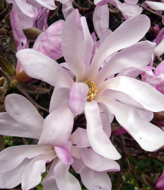 MAGNOLIA stellata ROSEA 4-5l