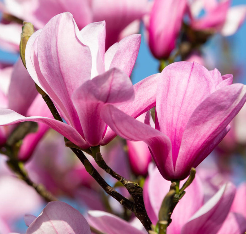 MAGNOLIA GALAXY