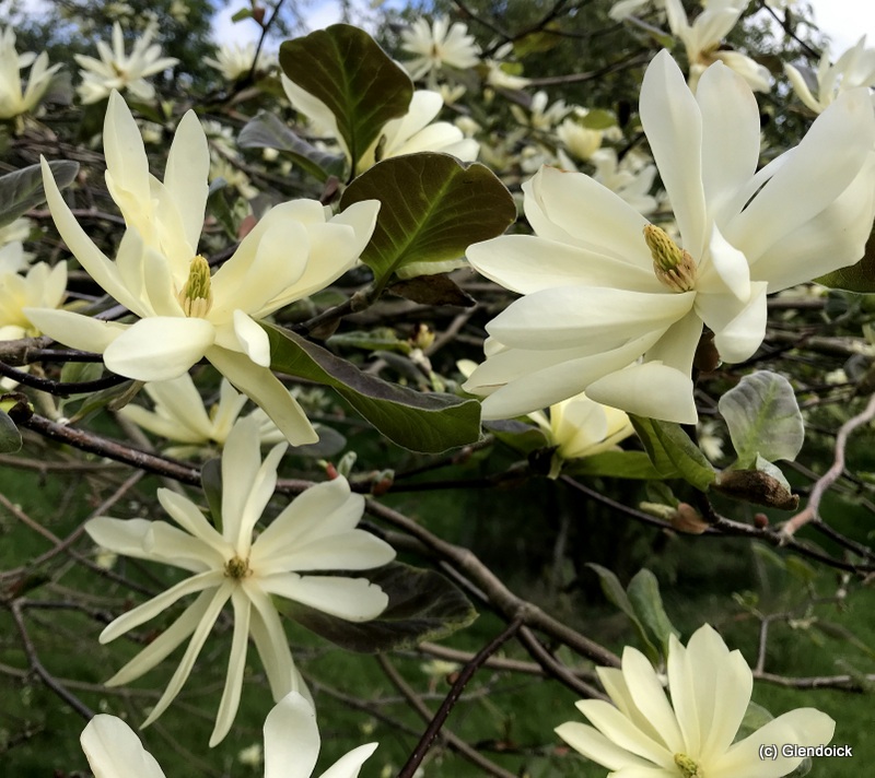 MAGNOLIA GOLD STAR