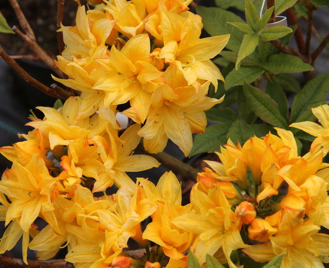 ARNESON'S GEM x NARCISSIFLORA Azalea Specimen Plants - must be collected