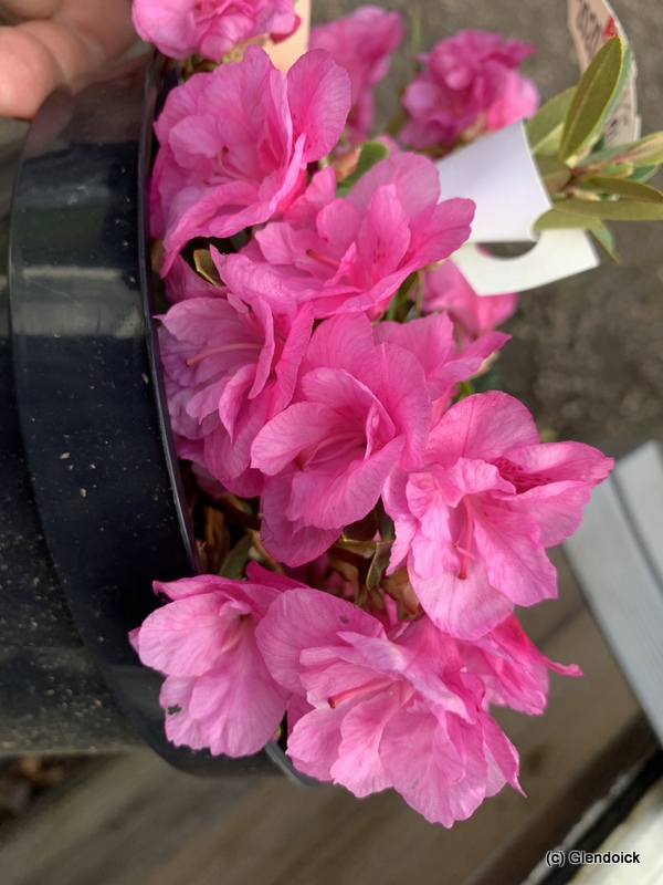 DENDROCHARIS x JOACHIM REICH B deep pink (2020 6B)
