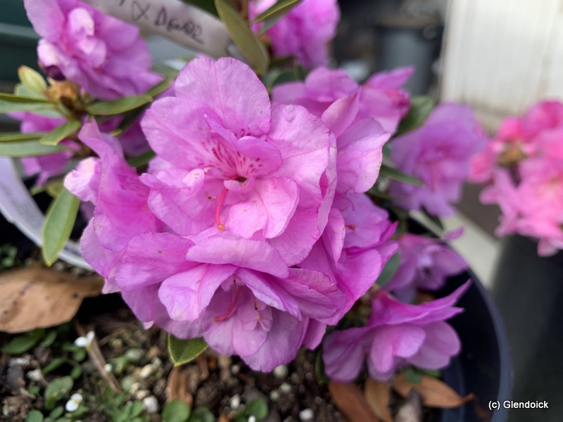 DENDROCHARIS x JOACHIM REICH C double lavender (2020 6B)