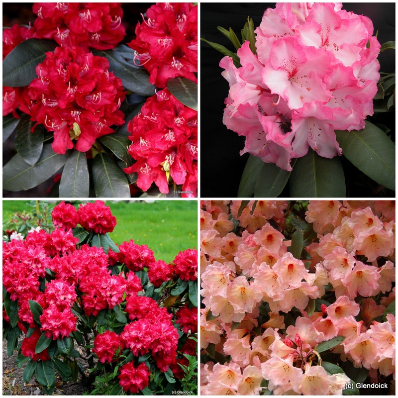 COLLECTION RHODODENDRON RED, ORANGE, PINK & HYBRIDS 10 vars