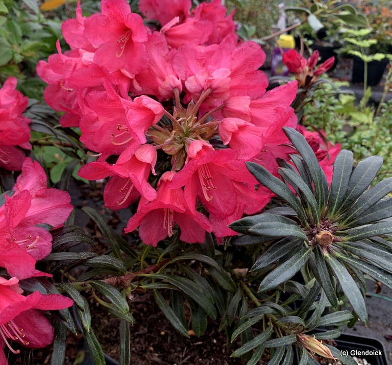 GLENDOICK SPIDER [GLE061]