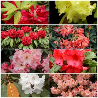 RHODODENDRON WOODLAND HYBRIDS (16) Rhododendron Special Offers & Collections & gift vouchers