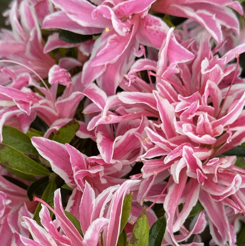 PINK SPIDER