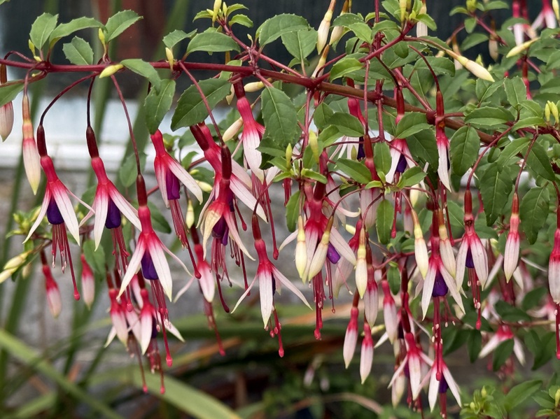 FUCHSIA ARAUCO