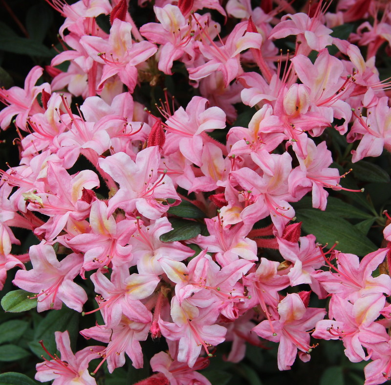 WATERGIRL  (viscosum hybrid)