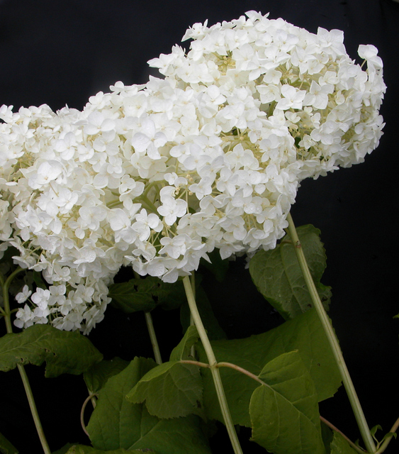 HYDRANGEA arborescens ANNABELLE STRONG (INVINCIBELLE)