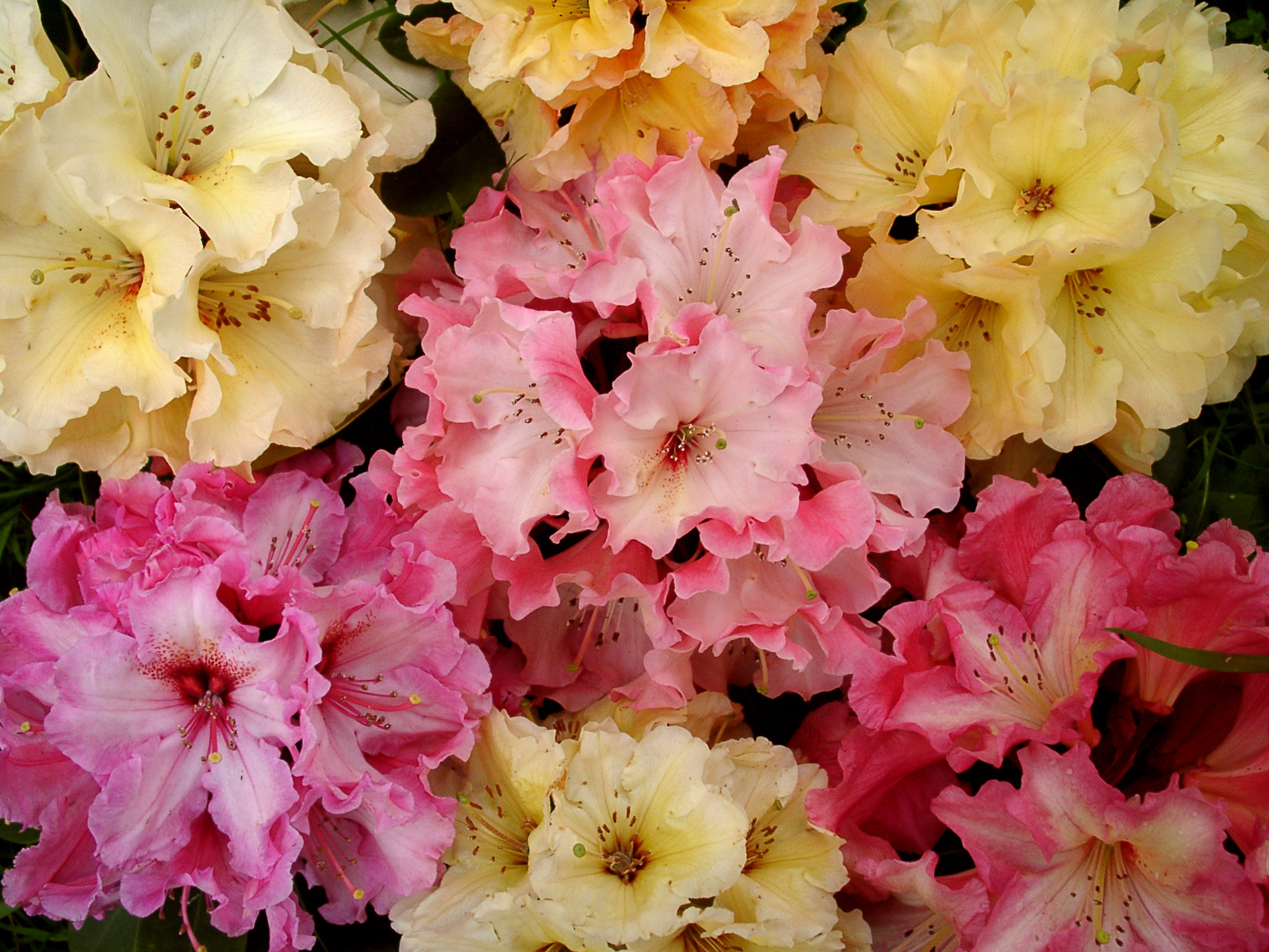 400 varieties of Rhododendron Species and Hybrids, from tiny dwarfs to giant trees.