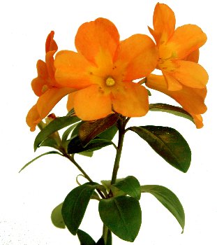 GLENDOICK PAPAYA (acrophilum x javanicum) VIREYA RHODODENDRONS FOR INDOORS Vireya Rhododendrons for indoors