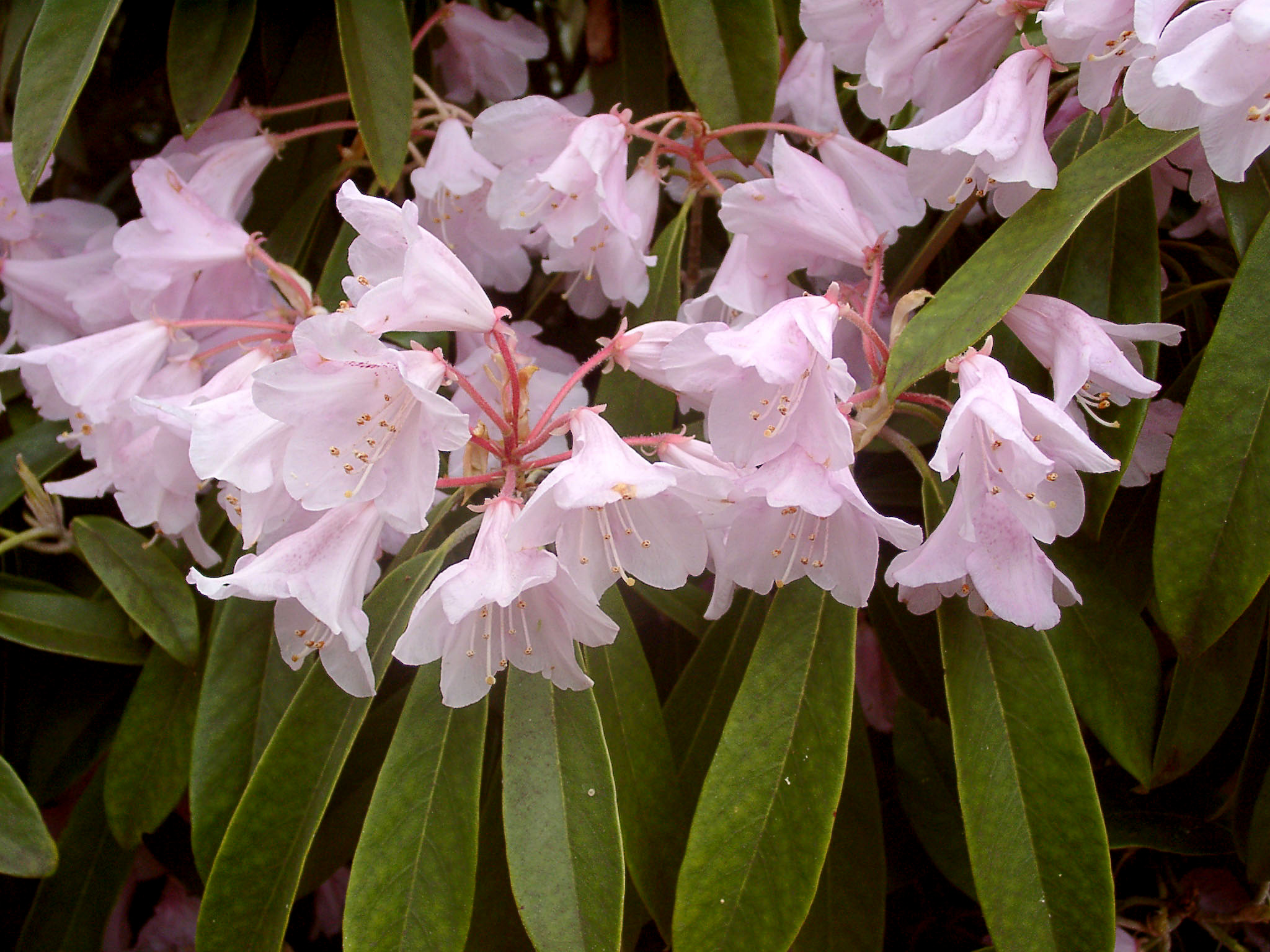 ADENOPODUM Rhododendron Larger Species Rhododendrons