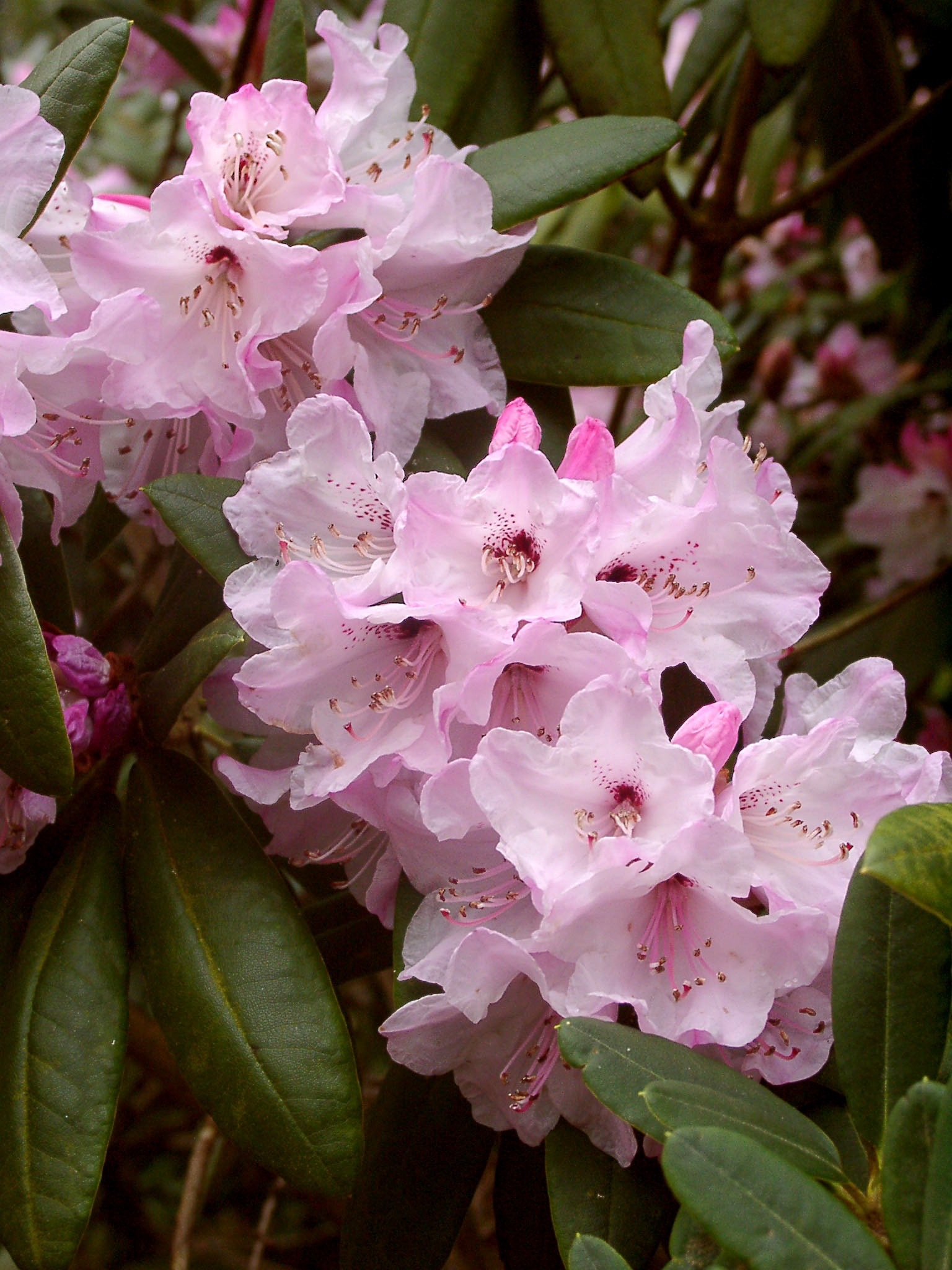 ADENOSUM R. 8228 pink Rhododendron Larger Species Rhododendrons