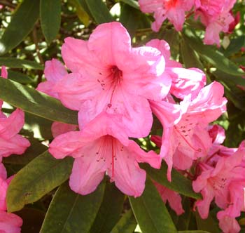 ALADDIN Rhododendron Rhododendron Larger Hybrids