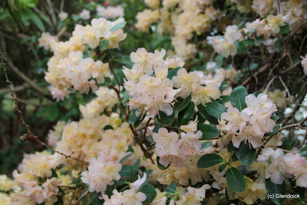 ALISON JOHNSTONE Rhododendron Rhododendron Triflora Cinnabarina