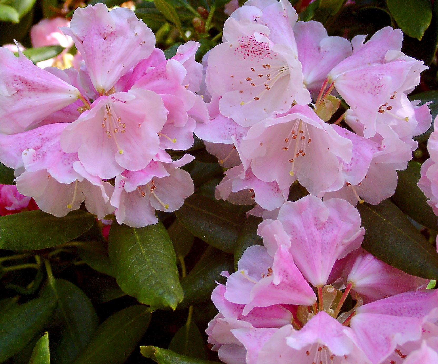 ANWHEIENSE Rhododendron Larger Species Rhododendrons