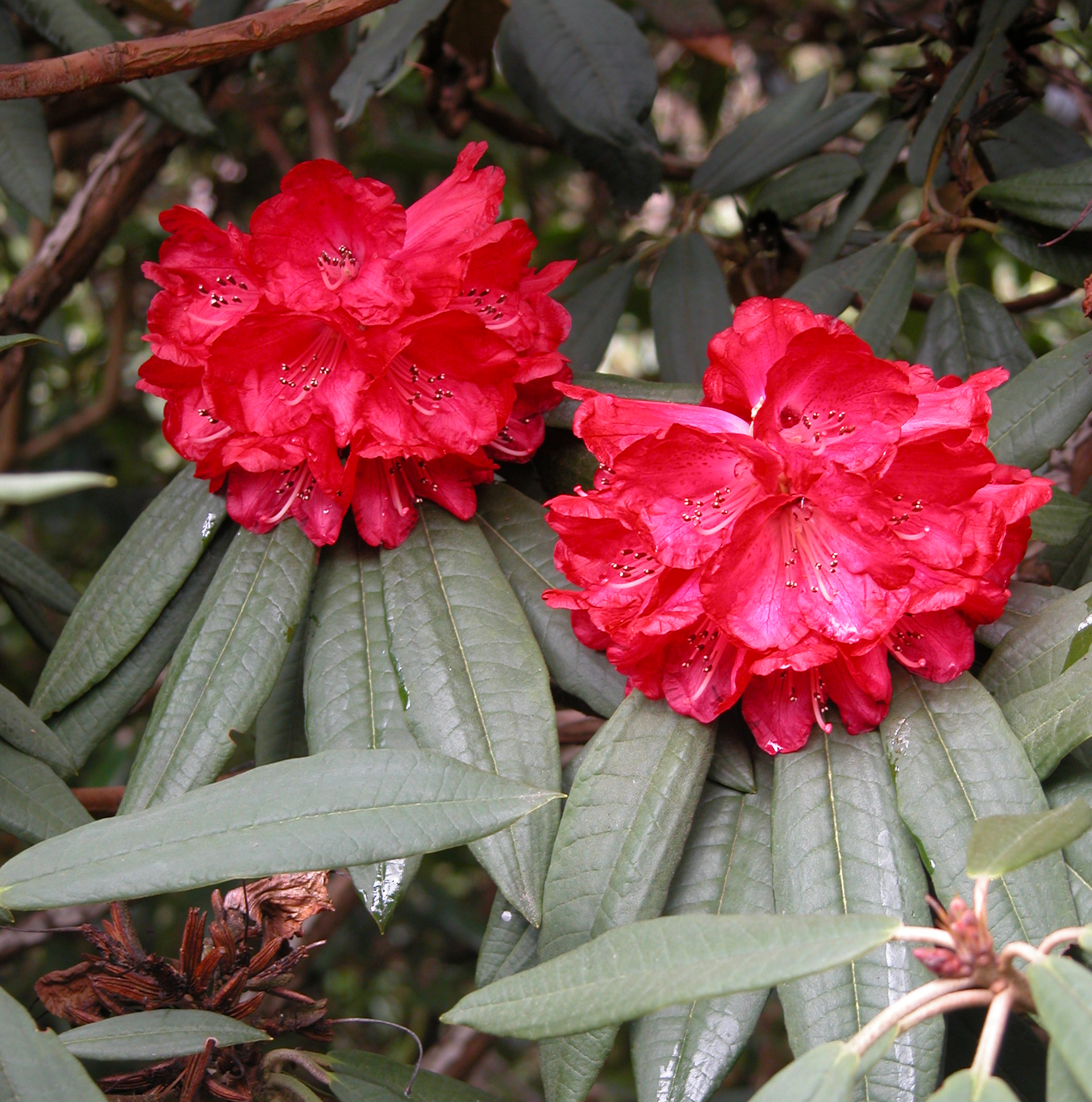 ARBOREUM RED STONEFIELD (grafts) Rhododendron Larger Species Rhododendrons