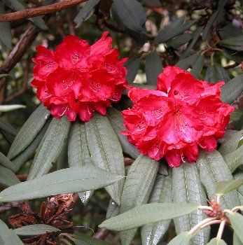 ARBOREUM RED (HP) 3. Elepidote Species Larger Species Rhododendrons