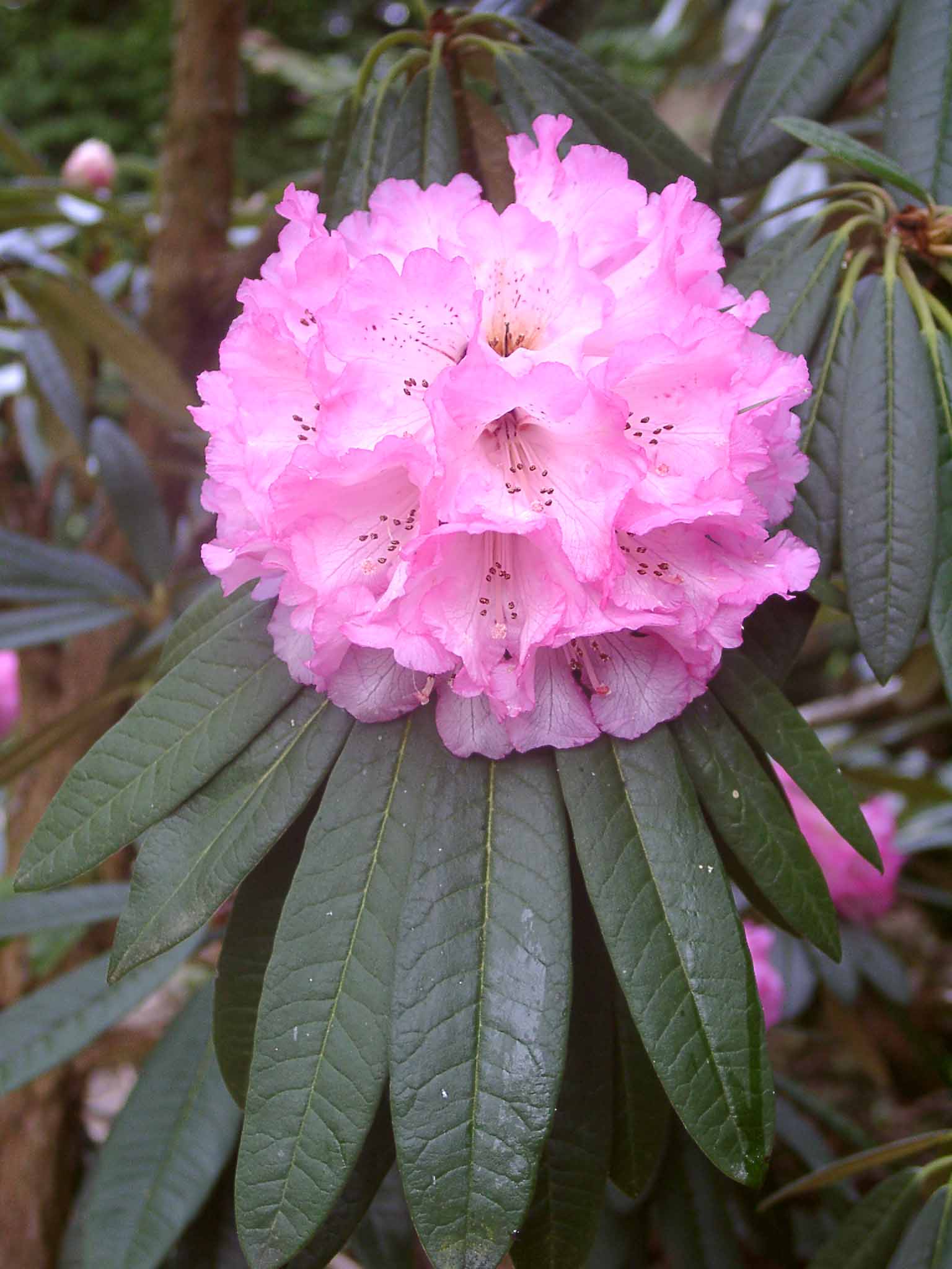 ARBOREUM ROSEUM Rhododendron Larger Species Rhododendrons