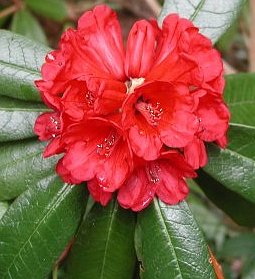 ARBOREUM ssp. DELAVAYI CH 778 Rhododendron Larger Species Rhododendrons
