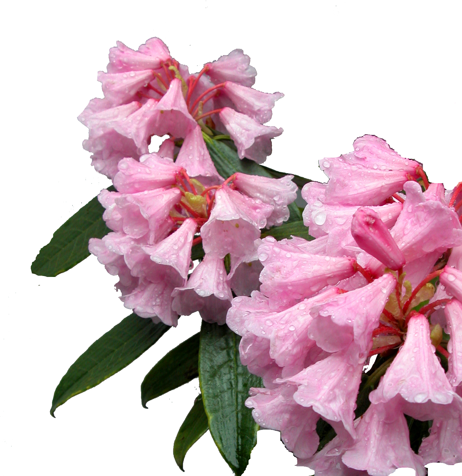 ARGYROPHYLLUM PINGIANUM specimen Rhododendron 