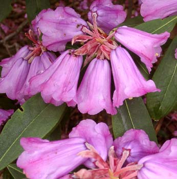 ARGYROPHYLLUM SSP. NANKINGENSE CHINESE SILVER Rhododendron Larger Species Rhododendrons
