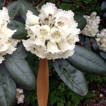 ARIZELUM (cw) 3. Elepidote Species Larger Species Rhododendrons