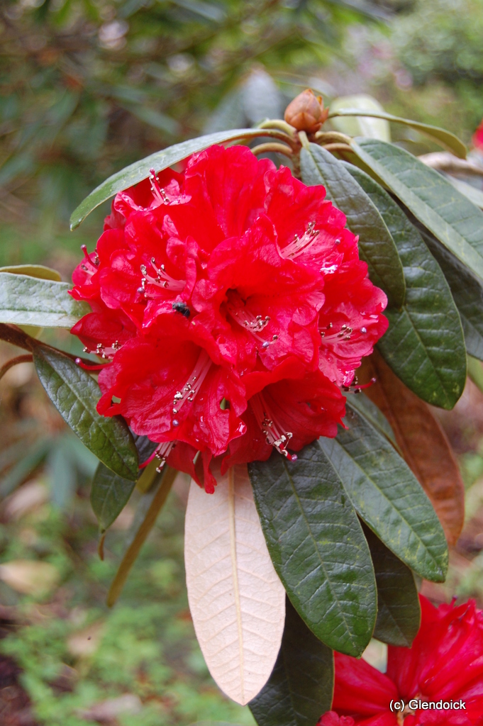 ARBOREUM RED Dargeeling Rhododendron Larger Species Rhododendrons