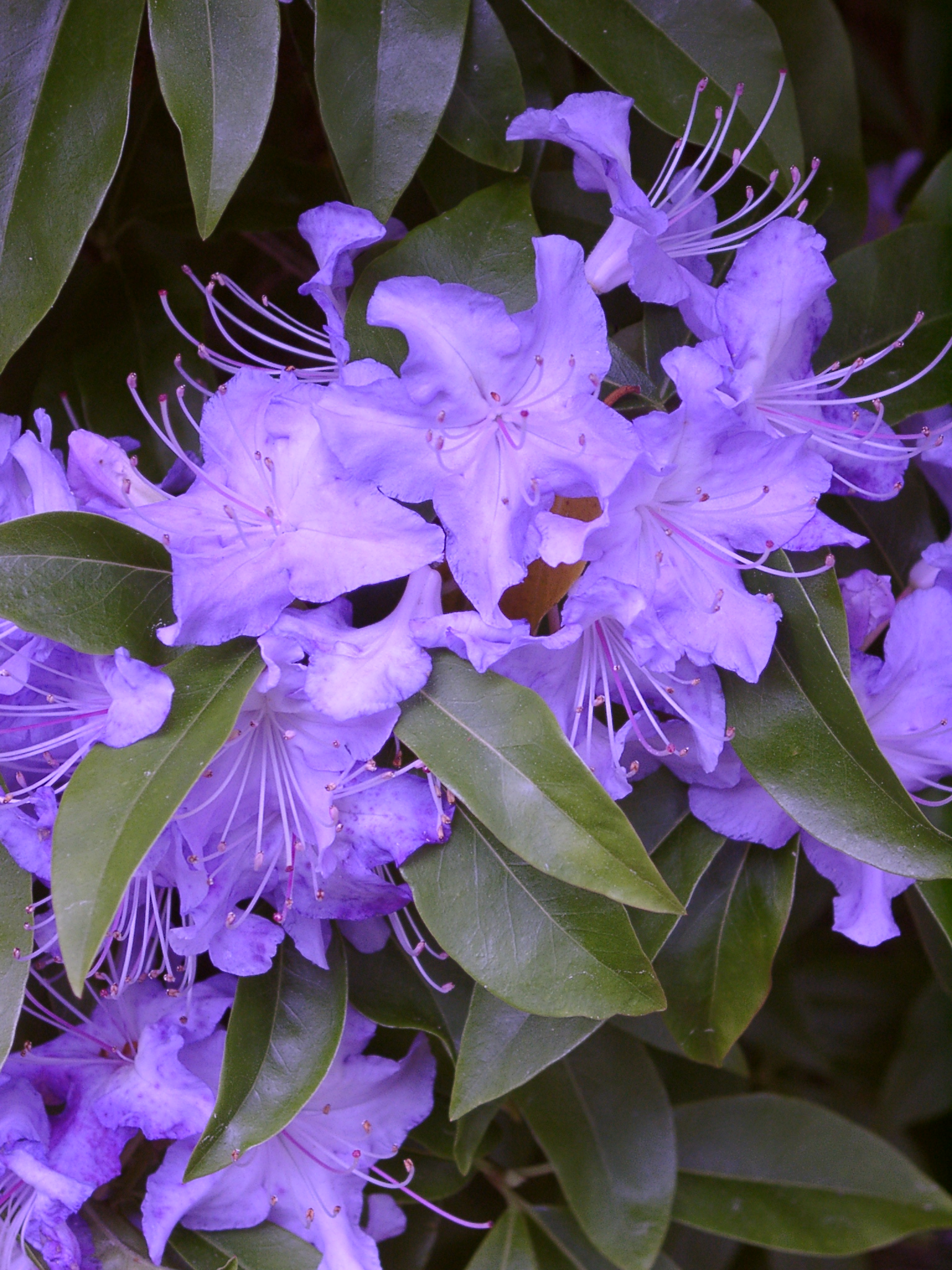 AUGUSTINII 10 plants for hedging, screening Rhododendron Special Offers & Collections & gift vouchers