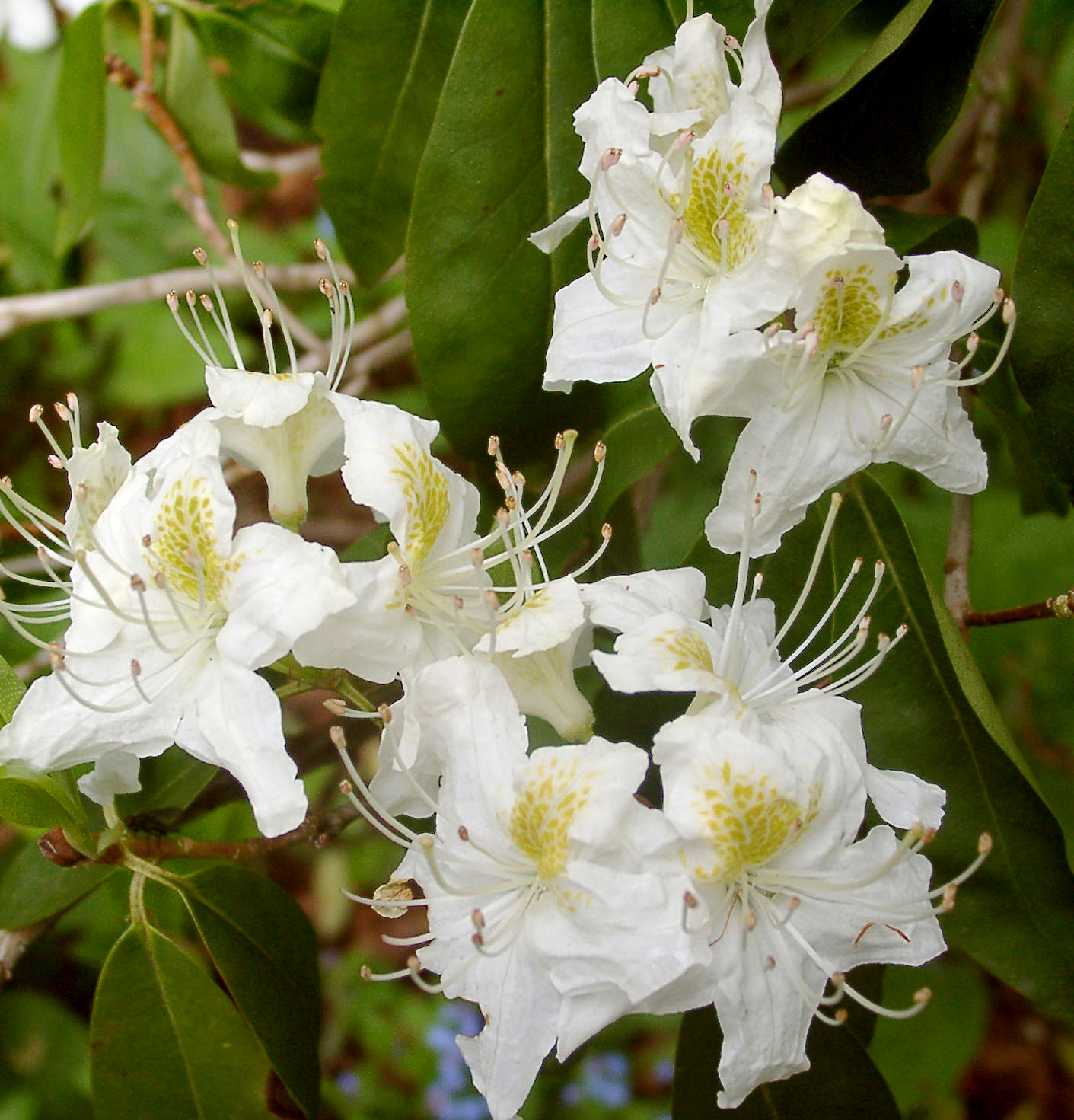 AUGUSTINII ssp HARDYI Rhododendron Rhododendron Triflora Cinnabarina