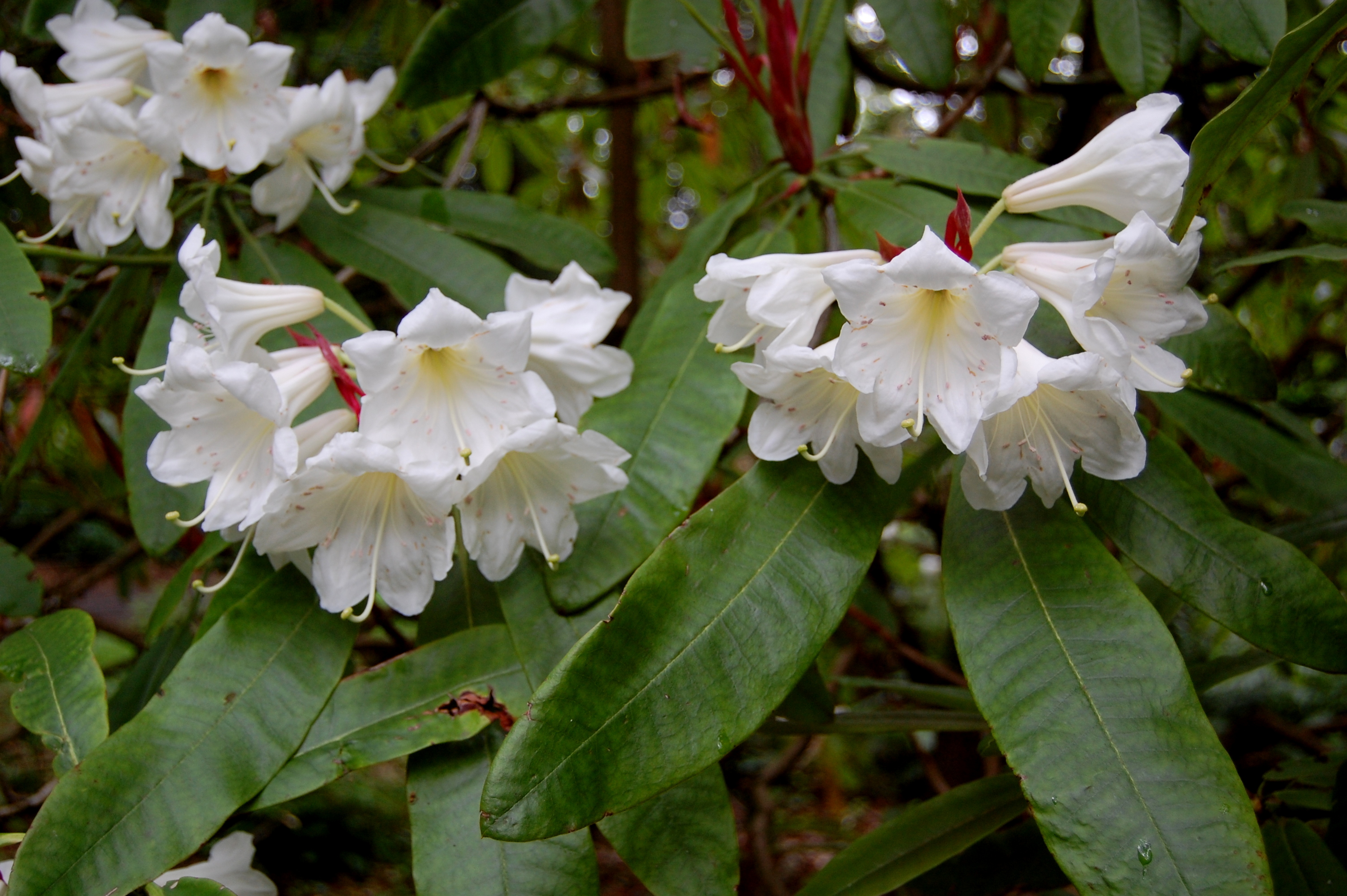 AURICULATUM Rhododendron Larger Species Rhododendrons