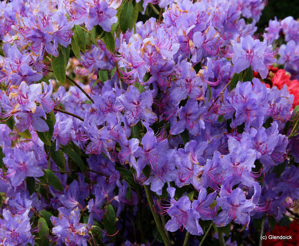 AUGUSTINII CAERULEAN MIST Rhododendron Rhododendron Triflora Cinnabarina