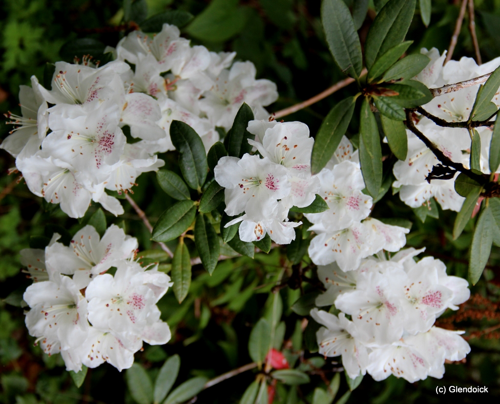 ABERCONWAYI  HIS LORDSHIP Rhododendron Larger Species Rhododendrons